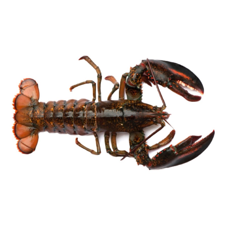 Fresh Whole, Live Lobster